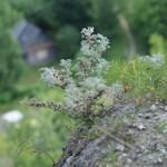 dsc01835