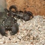 Дом бабочек — скорпионы