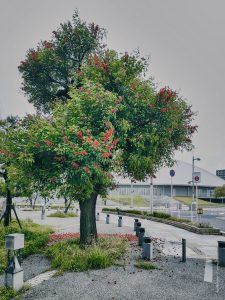 Япония в июне 2025: Кюсю, Хоккайдо, Хонсю, Сикоку — основные острова за 12,5 дней Япония в июне 2025: Кюсю, Хоккайдо, Хонсю, Сикоку — основные острова за 12,5 дней